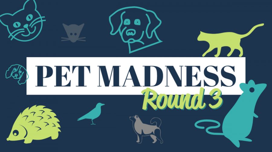Pet Madness Round 3