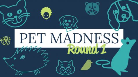 Pet Madness Round 1
