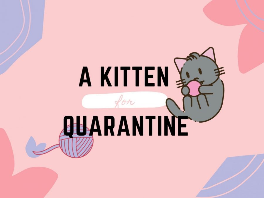 A kitten for quarantine