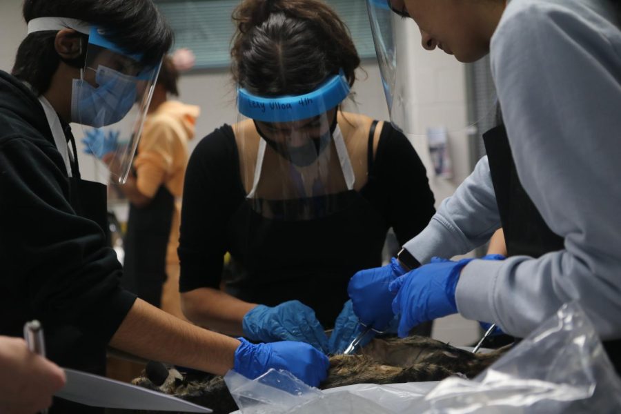 Anatomy and Physiology K classes start capstone project over feline anatomy