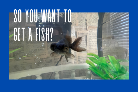 So You Wanna Get A Fish?