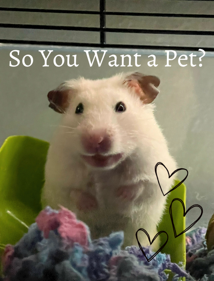 So+you+want+a+purrfect+pet%3F