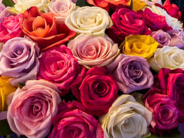Stop and Smell the Roses
